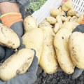 Sprečili uvoz 27 tona egipatskog krompira