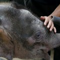 Divlje životinje: Najmanjem slonu na svetu preti izumiranje
