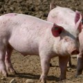 Ženu izujedala svinja u Aleksincu – zadobila više preloma, među kojima pršljena i rebra