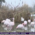 (Video) Flamingosi iz: Bačke?! Roze ptice opstaju i na srpskoj zimi, a Miki brine i o crnim rodama koje u njegovom zoo vrtu…