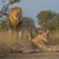 Čopor lavova pojeo čuvara pred turistima u safari parku na Tajlandu