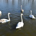 Labudovi na Starom jezeru u Kikindi: Ulepšali prirodnu oazu nedaleko od centra grada (foto)