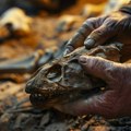 Na Tajlandu otkrivena nova vrsta dinosaurusa