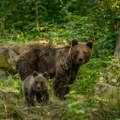 Саша отишао да пеца, па се срео са медведом очи у очи! Ово га је спасило: Невероватан снимак подно Рудника!