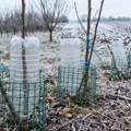 Evo zašto se mlada stabla pokrivaju plastičnom bocom pre zime: Rešava čest problem u vrtu, a ne košta ništa