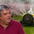 Šta je pronađeno u srpskim breskvama? Blagojević o insekticidu: Koristi se u mnogim zemljama, ali ga je EU zabranila (video)