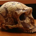 Neandertalci nisu kakvi smo mislili da su Pravili su predmete od oružja do dekoracije, i sve to od kostiju