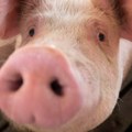 Ministarstvo poljoprivrede: Afrička kuga svinja potvrđena na 2.337 gazdinstava u Srbiji