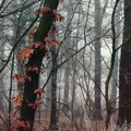 U Srbiji sutra hladno i pretežno sunčano, temperatura do sedam stepeni