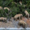 Potresan prizor u Zimbabveu: Desetine slonova uginulo u Nacionalnom parku, umrli su od žeđi