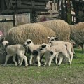 "Zabranjuje se puštanje ovaca i koza na pašnjake" Rumunija donela odluku, evo do kada je na snazi