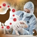 Mađarska i Italija prijavile izbijanje virusa ptičjeg gripa H5N1