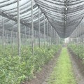 Ivani rodilo bogato u srcu Srbije: Bivša stjuardesa uložila svu ušteđevinu u plantažu, a kupci sami dolazi