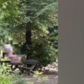 Skandalozni snimak iz banjičke šume Skinuli pantalone na mestu gde se okupljaju deca (video)