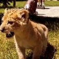 Lav pronađen na putu kod Subotice Hitno pozvana policija