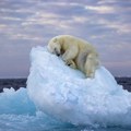 Meda dremka na santi leda: Fotografija čiji je autor amater osvojila prestižnu nagradu