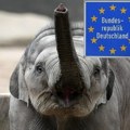 Poslaćemo vam 20.000 slonova: Stigla ozbiljna pretnja Nemačkoj iz ovog dela sveta
