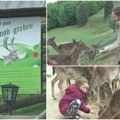 Bajka u zvanično najlepšem selu u Evropi Mesto gde vam nestvarno pitomi jeleni jedu iz ruke prava turistička atrakcija…