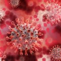 Mačke zaražene virusom H5N1 u 18 zemalja Mogao bi da se prenosi vazduhom, raste strah od prenosa na ljude