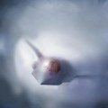 Zaboravite kineski J-36: Amerikanci tvrde da su testirali avion šeste generacije 2020.