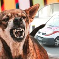 Prevara u vidu zanata: Ko štancuje lažne ujede pasa na jugu Srbije?