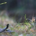 Zbog klimatskih promena smrtonosne zmije sve bliže naseljenim područjima