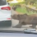 Medved razbucao automobil u komšiluku! Prišao koloni, pa ščepao branik pred zapanjenim vozačima