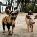 AP: Americi preti invazija „supersvinja” dobijenih ukrštanjem divlje i domaće svinje