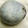 Arheolozi pronašli jaje staro 1700 godina i začuđeno gledali rezultate skenera