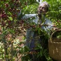 Dugotrajna suša pogađa useve kafe u Brazilu i Vijetnamu i povećava svetske cene