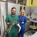 Ovo je doktor heroj: Ortopedu ispred bolnice doneli tek rođeno povređeno lane - Kerim životinjici sanirao ranu i stavio gips…