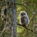(Foto) Herojska akcija na Fruškoj gori čuvar prirode i pas Bili spasili bespomoćno mladunče sove Malo je falilo da nastrada