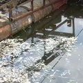 "Ovo je ekološka katastrofa, širi se nesnosan: Smrad!" Žitelji Čukarice prestravljeni zbog pomora ribe na Adi Ciganliji: "Sve…