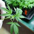 Slovenci uskoro legalizuju korišćenje kanabisa za ličnu upotrebu