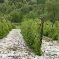 Navreme na Goliji, grad uništio malinjake