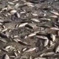 "Ekocid u režiji Rusije": Ukrajinci objavili snimak pomora riba nakon uništenja brane (video)