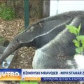 Beogradski zoo-vrt dobio novog, džinovskog stanara VIDEO