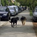 Vranje: Problem sa psima lutalicama