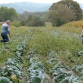 Nova pomoć države za razvoj preduzetništva žena na selu! Za ovu svrhu biće izdvojeno 50 miliona dinara