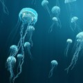 Pronađena vrsta meduze za koju se mislilo da je izumrla