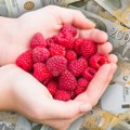 Berba malina se zahuktava, a proizvođači se žale na otkupnu cenu: "Kilogram najjeftiniji u Srbiji"