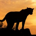 Puma viđena u Poljskoj: Nadležni apeluju na meštane da ne prilaze šumi
