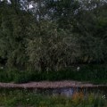 Nulta faza