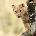 Pet lavova evakuisanih iz Ukrajine stiglo u zoo vrt u Poznanju, među njima tri mladunca