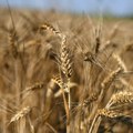 Ruska pšenica preplavljuje tržišta i ruši globalne izvozne cene