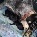 "Sad si štene, prestani da kvačeš": Mama pobrkala "lončiće", pače zamenila za psa i sad joj ništa nije jasno