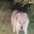 Užas! Vuk napao petogodišnje dete u selu kod Štrpca, sve se odigralo blizu porodične kuće: Ovo su detalji