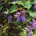 Banoštor 6. Septembra u znaku grožđa, muzike i tradicije Vino, tamburaši, dečji maskenbal, rukotvorine a vrhunac večeri nastup…
