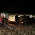 Kradljivci haraju vojvođanskim atarima: Organizovane bande noću odnose bale deteline i sena — stočari postavljaju kamere