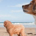 Psi sa svetlom kožom i retkim krznom ugroženi tokom leta, veterinar otkriva kako da ih zaštitite od sunca i opekotina